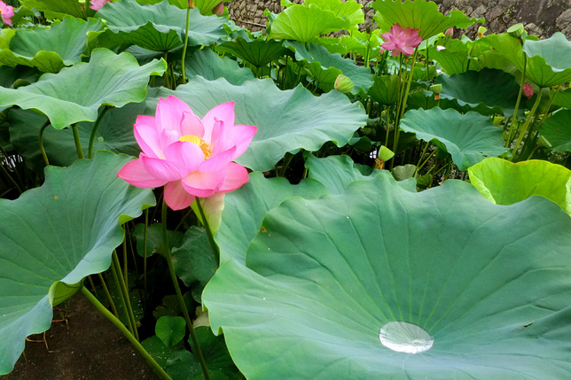 蓮　雨上がり