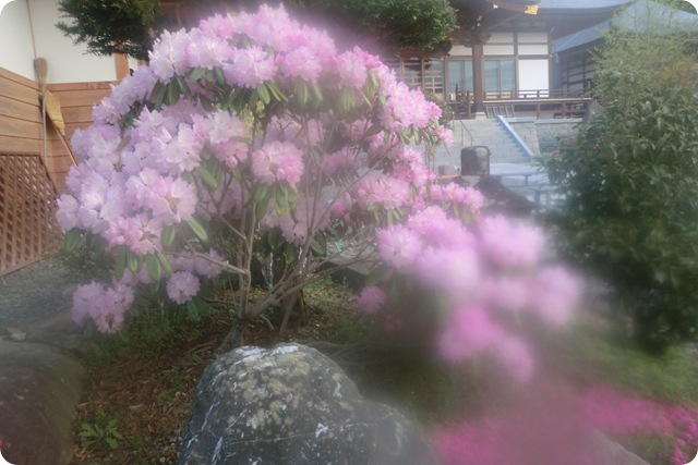 しゃくなげ