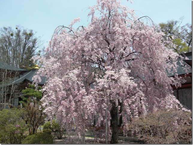 枝垂れ桜