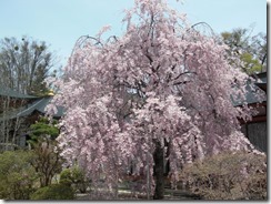 枝垂れ桜