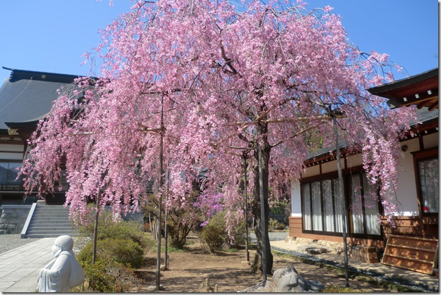 26桜満開①