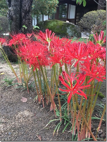 寺族日記アーカイブ - 真言宗智山派青龍山真福寺