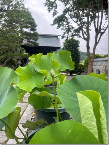 寺族日記ブログ画像