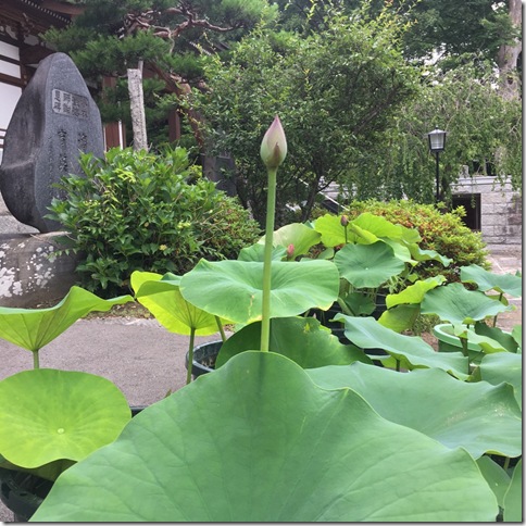 ブログサンプル画像