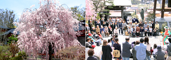 枝垂れ桜