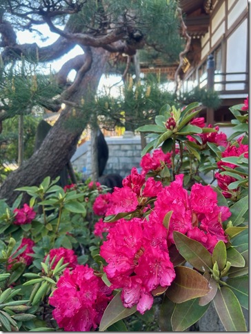寺族日記ブログ画像