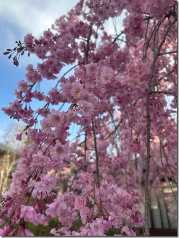 ブログサンプル画像