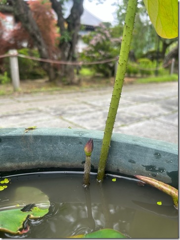寺族日記ブログ画像